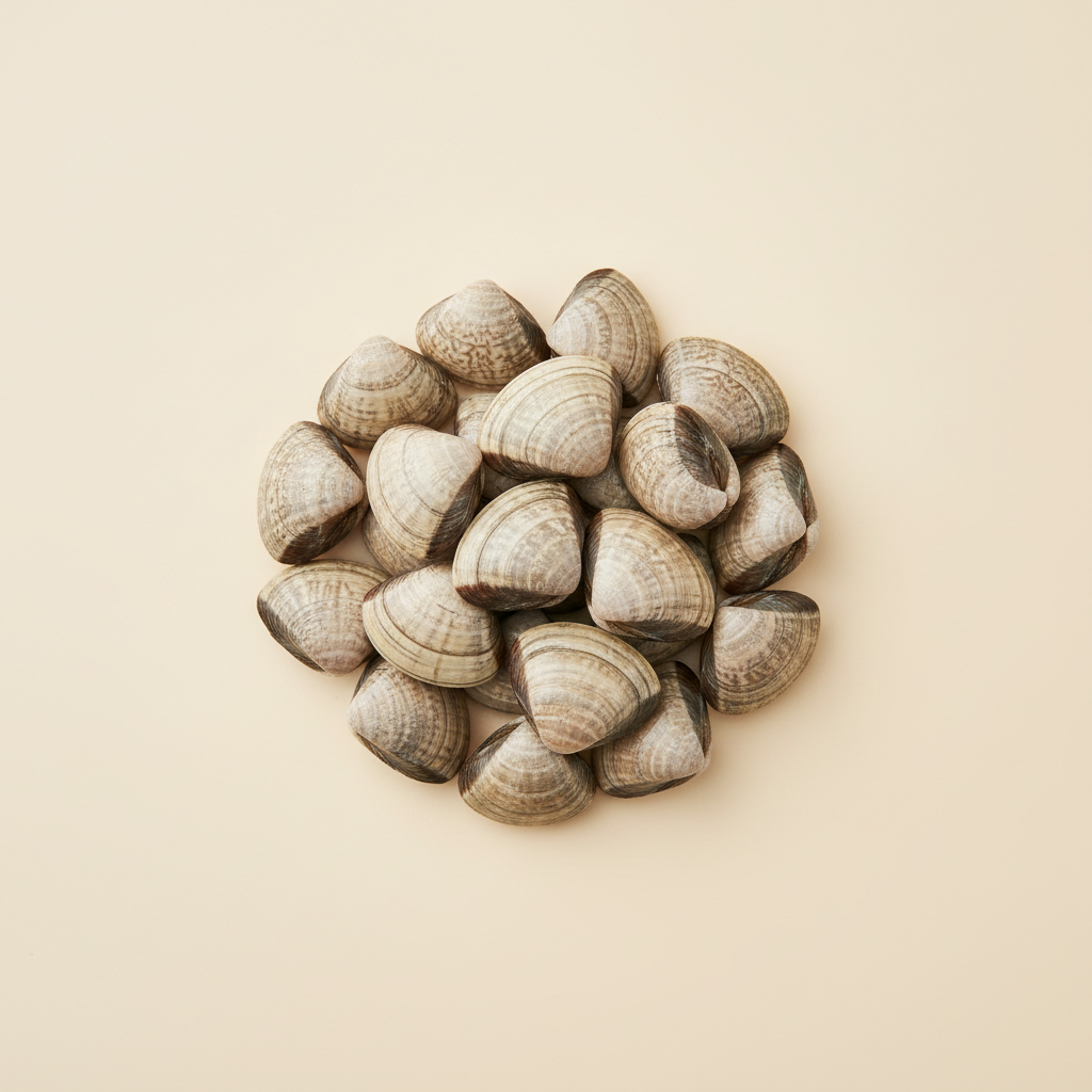 Photograph of Clams