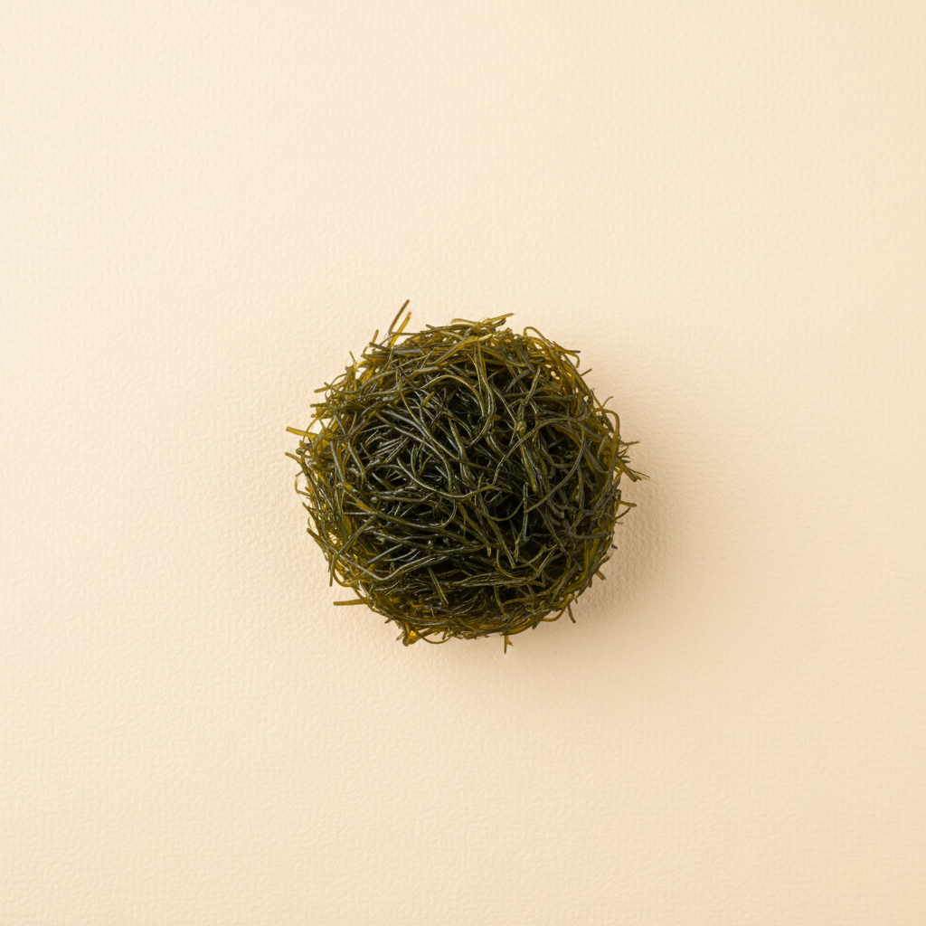 Photograph of Fairy hair seaweed