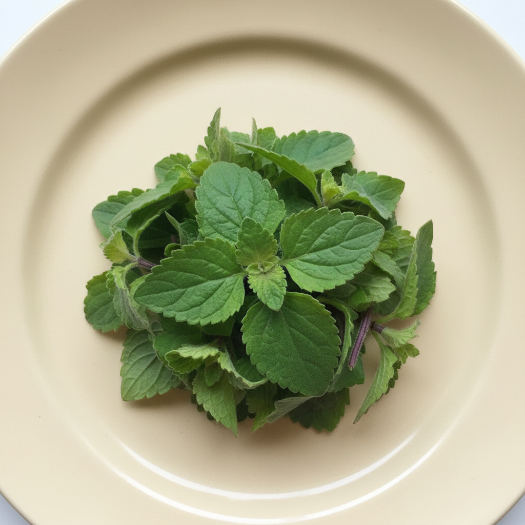 Photograph of Cuban oregano leaves