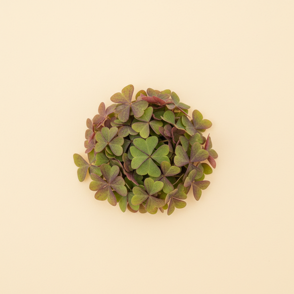Photograph of Wood sorrel leaves